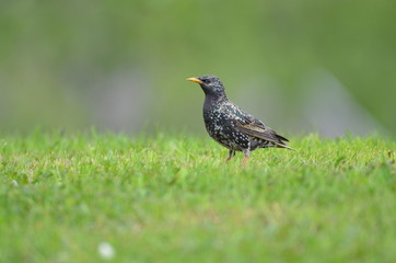 Etourneau sansonnet (Sturnus vulgaris)