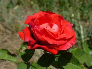 red rose in garden
