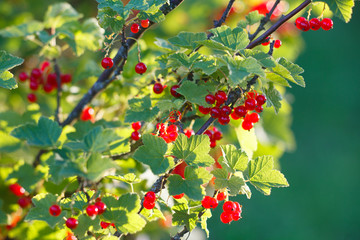Red currant in the garden