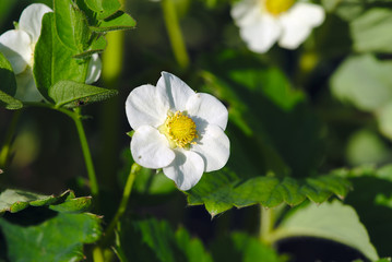 fleur de fraisiers au printemps, jardin potager