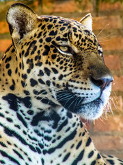jaguar (Panthera onca) in a cage in Brazil