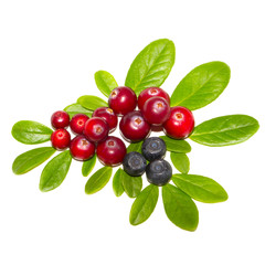 cranberries and bilberries with leaves isolated on white background