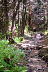 Trail Ferns