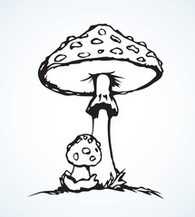 Poisonous fungus. Vector drawing