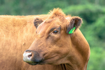 Red angus Cattle in pasture in Brazil