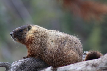 Yellow Bellied Marmot Yellowstone Nat'l Park