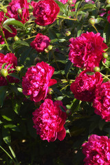 Bush of bright peonies in the sunlight