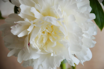 beautiful white flower, peony on white background