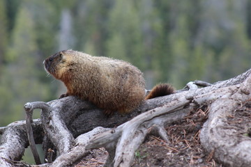 marmot in the wild