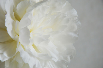 beautiful white flower, peony on white background