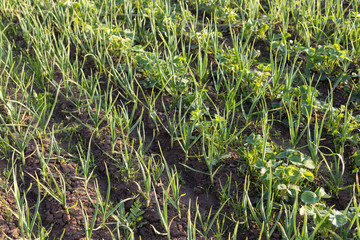 organically cultivated garlic plantation in the vegetable garden