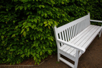 White bench in the park among the green bushes.