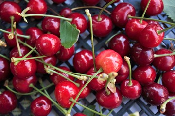 fresh cherries in a basket
