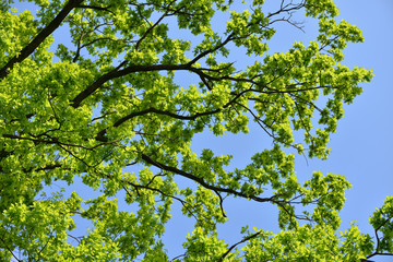 Branches of the huge old oak, early spring just got first leaves after winter.