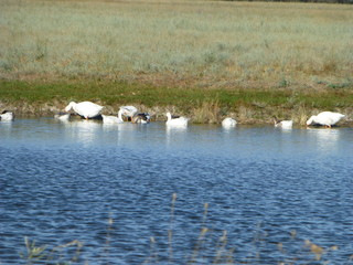 swans on the lake