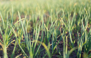 organically cultivated garlic plantation in the vegetable garden