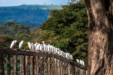 heron in inn on a wooden fence