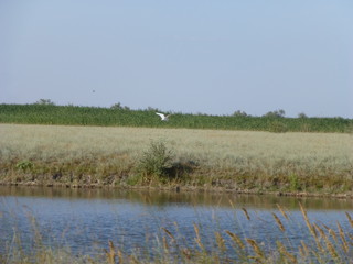 landscape with river