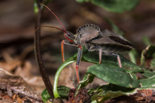 Arilus cristatus Raubwanze Regenwald Panama