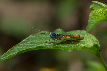 Heuschrecke Panama Regenwald