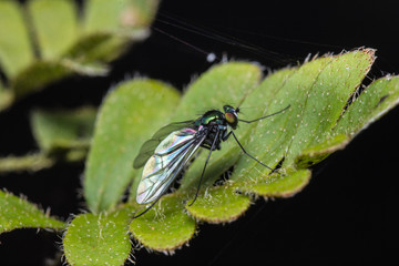 Fliege Panama Regenwald