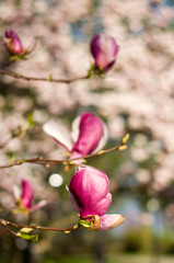 Fototapeta premium Beautiful, pinky, blooming magnoly.