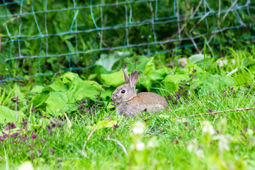 Naklejka na ściany i meble A young European Wild rabbit (Oryctolagus cuniculus) near a fence at the edge of a field