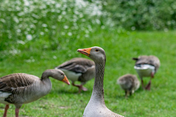 Flock of greylag geese (anser anser) and young goslings
