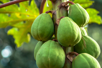 Detail of green papaya tree in Brazil