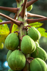 Detail of green papaya tree in Brazil