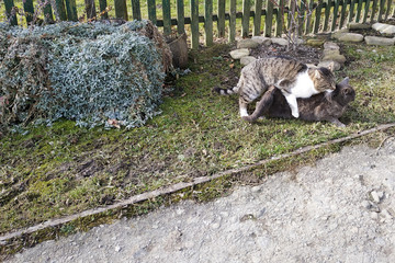 Coupling cats in a natural environment for them in the yard near the home of the owners.