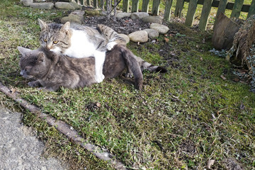Fototapeta premium Coupling cats in a natural environment for them in the yard near the home of the owners.