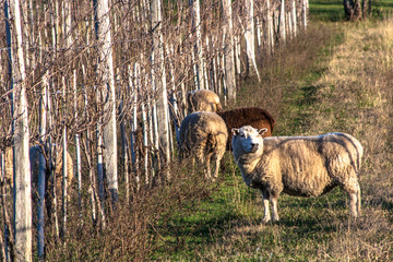 sheep grazing under a dry vineyard