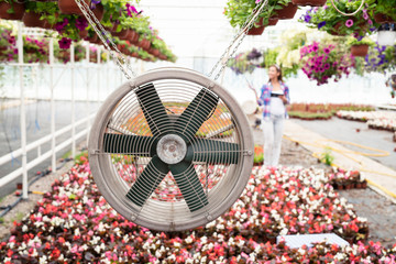 Air ventilation system blowing fresh air in greenhouse and keeping temperature low. Focus on fan. In background worker looking after potted flowers.