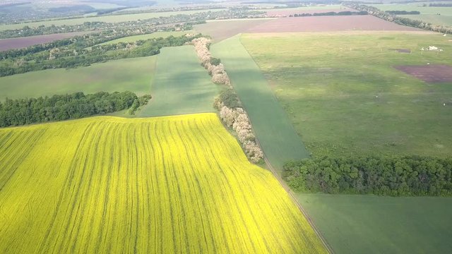 Aerial above view of spring rapeseed flower field canola