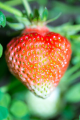 strawberries, fresh, tasty and natural from the grandfather's garden
