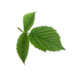 fresh green leaf of raspberry isolated on white