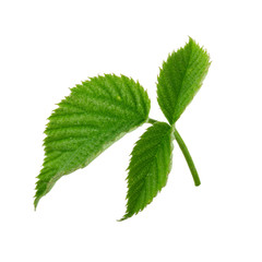 fresh green leaf of raspberry isolated on white