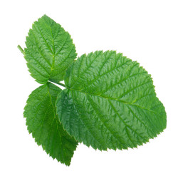 Naklejka na ściany i meble fresh green leaf of raspberry isolated on white