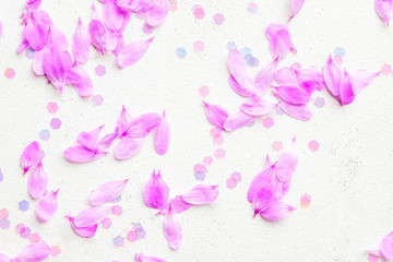Blossom pink flowers on white  background.