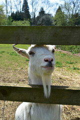 Goat on Farm