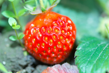 strawberries, fresh, tasty and natural from the grandfather's garden