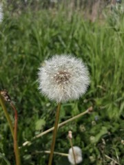 dandelion in the grass