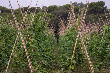 fields of green beans © CharnwoodPhoto