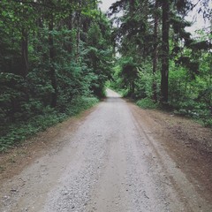 Fototapeta premium road in the forest