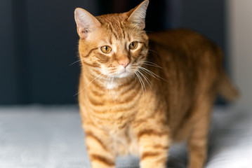 Adorable striped Tabby cat with eye fixated on object of interest inside home.
