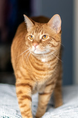 Naklejka na ściany i meble Orange and furry Tabby cat walks across the upholstery with whiskerys spread and eyes alert.