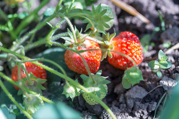 strawberries, fresh, tasty and natural from the grandfather's garden