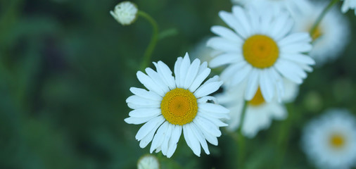 Fototapeta premium Summer flowers in garden, floral