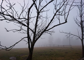 Tree at sunset and fog